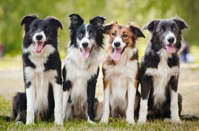牧羊犬品種 牧羊犬品種