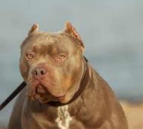 凶猛犬種排行 凶猛犬種排行
