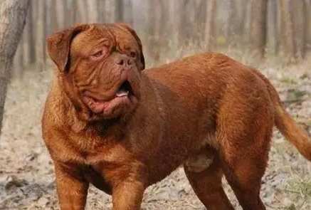 台灣兇猛犬法規 台灣兇猛犬法規