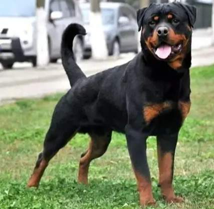 羅威納犬飼養 羅威納犬飼養
