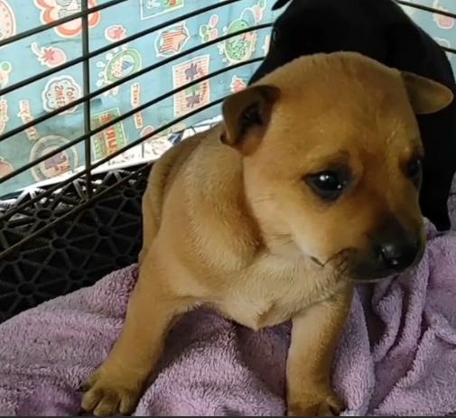 台灣土狗幼犬照顧 台灣土狗幼犬照顧