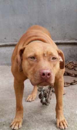 比特犬疼痛護理 比特犬疼痛護理