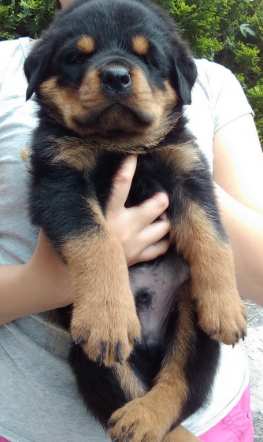 羅威納犬性格 羅威納犬性格