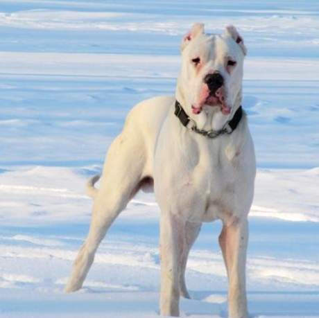 兇猛犬種 兇猛犬種