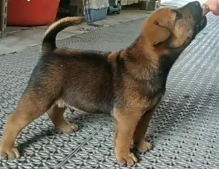 台灣土狗幼犬照顧 台灣土狗幼犬照顧