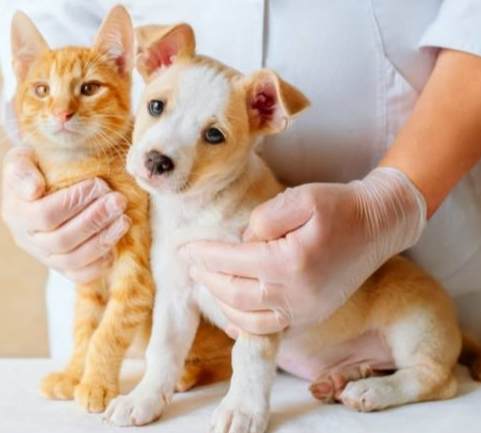 寵物飼養指南 寵物飼養指南