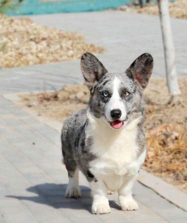 柯基犬選擇指南 柯基犬選擇指南