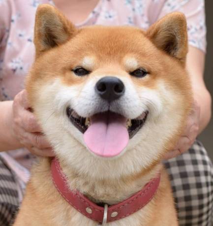狗狗癫痫照护 狗狗癫痫照护