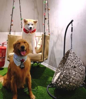 狗狗室內遊樂場桃園 狗狗室內遊樂場桃園