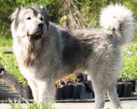 巨型犬護衛犬