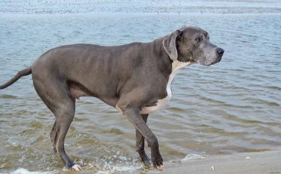巨型犬健康照護 巨型犬健康照護