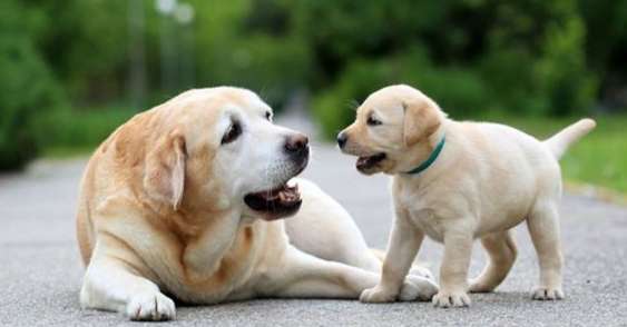 溫馴犬種 溫馴犬種
