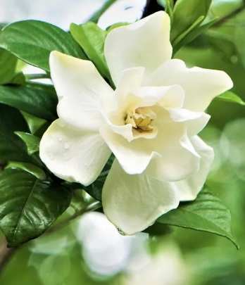 桅子花象徵 桅子花象徵