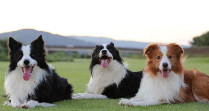 牧羊犬飼養指南 牧羊犬飼養指南