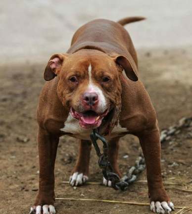 凶猛犬飼養 凶猛犬飼養