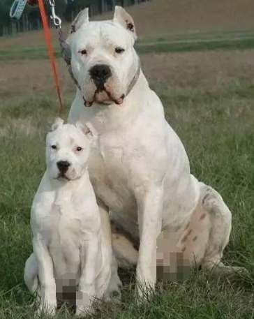 巨型犬健康照護 巨型犬健康照護