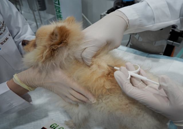 狗肺積水症狀 狗肺積水症狀