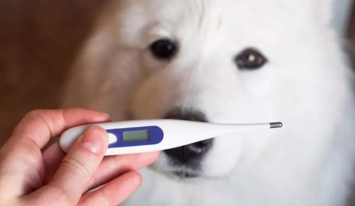 狗狗體溫測量 狗狗體溫測量