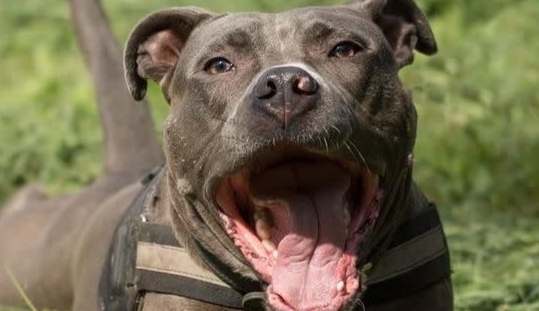 比特犬攻擊後果 比特犬攻擊後果