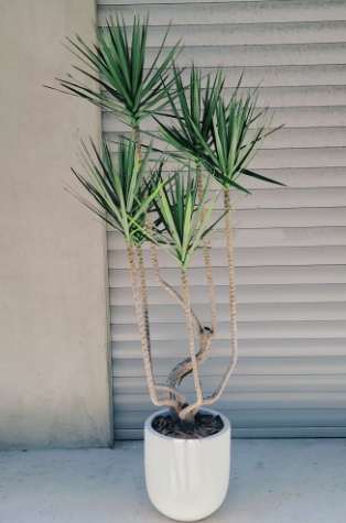 千年木種植方法 千年木種植方法