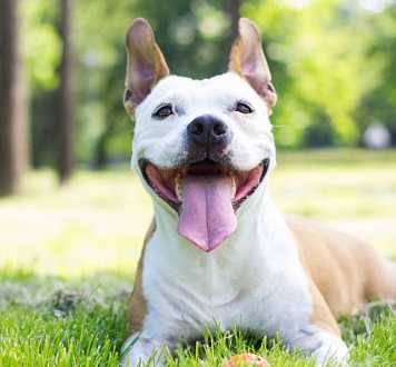 比特犬訓練技巧 比特犬訓練技巧