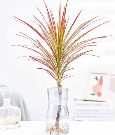 水培植物養護 水培植物養護