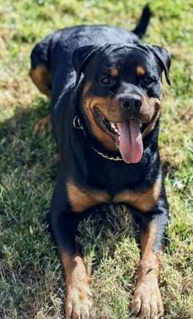 羅威納犬性格 羅威納犬性格