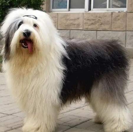 古代牧羊犬訓練技巧 古代牧羊犬訓練技巧