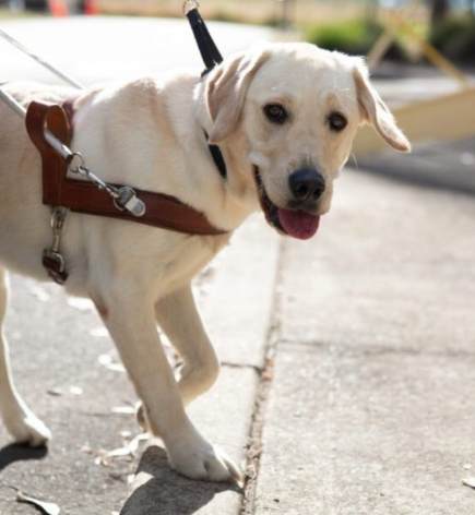 導盲犬訓練 導盲犬訓練