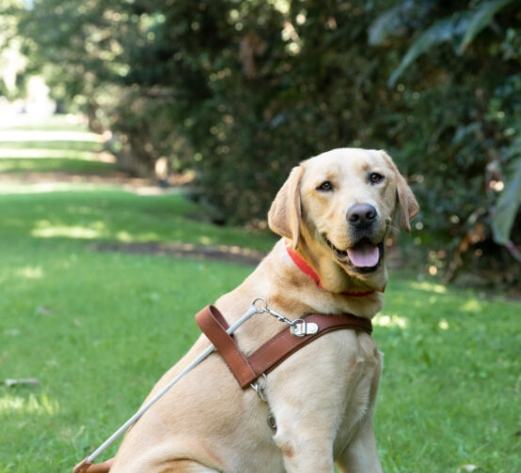 導盲犬訓練 導盲犬訓練