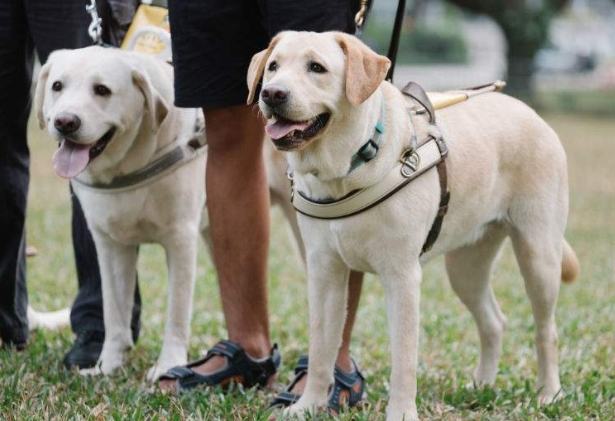 導盲犬照顧 導盲犬照顧