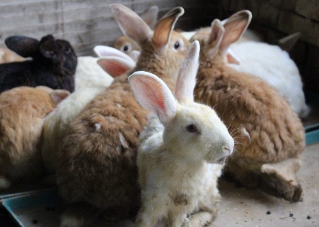 飼主責任 飼主責任