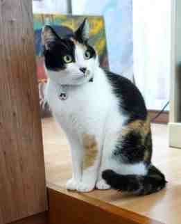 飼主責任 飼主責任