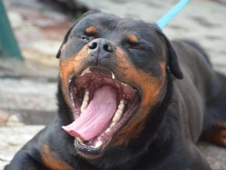 羅威納犬性格 羅威納犬性格