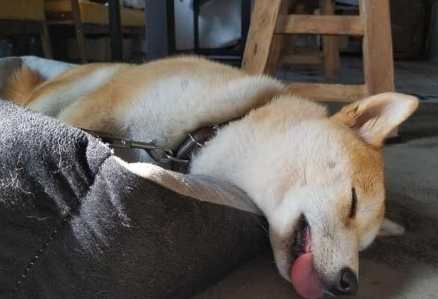 狗狗抽搐處理 狗狗抽搐處理