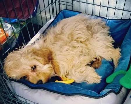 狗狗半夜不睡覺 狗狗半夜不睡覺