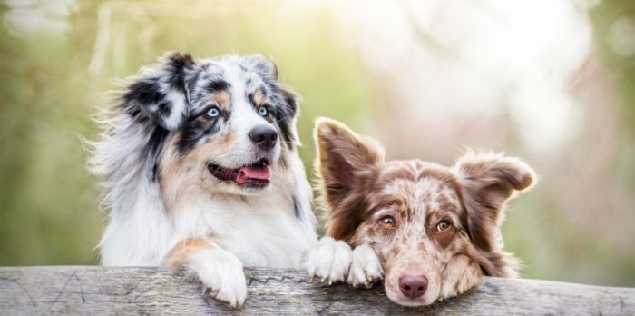 澳洲牧羊犬與邊境牧羊犬比較 澳洲牧羊犬與邊境牧羊犬比較