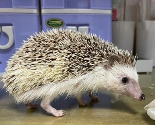 特殊寵物飼養法規 特殊寵物飼養法規