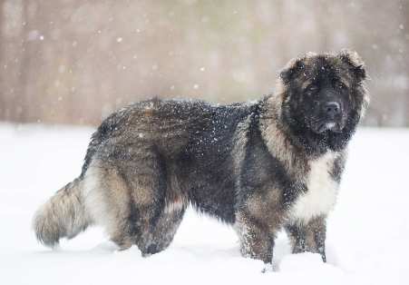 巨型犬護衛犬