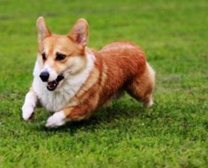 柯基犬選擇指南 柯基犬選擇指南