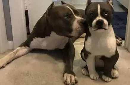 比特犬疼痛敏感 比特犬疼痛敏感