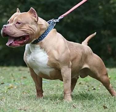 美國牛頭犬性格 美國牛頭犬性格