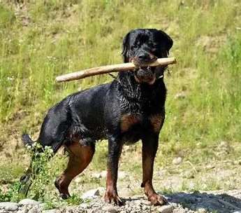 羅威納犬性格 羅威納犬性格