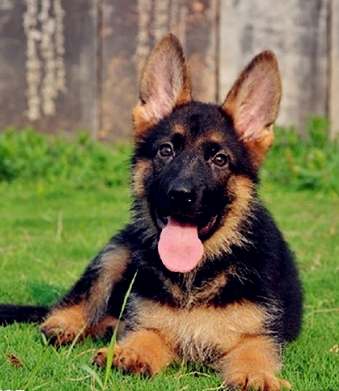 老年犬尿布 老年犬尿布