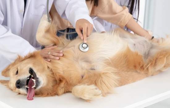 狗狗腎功能異常 狗狗腎功能異常