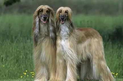 阿富汗獵犬飼養方法 阿富汗獵犬飼養方法