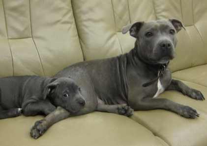 斯塔福郡鬥牛梗替代犬種 斯塔福郡鬥牛梗替代犬種