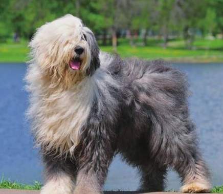 古代牧羊犬訓練技巧 古代牧羊犬訓練技巧