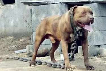 台灣兇猛犬法規 台灣兇猛犬法規