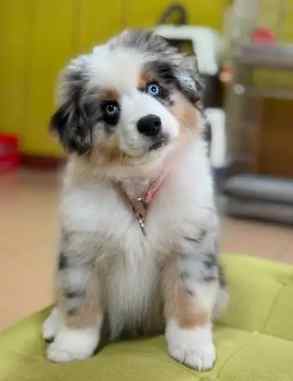 迷你澳洲牧羊犬 迷你澳洲牧羊犬